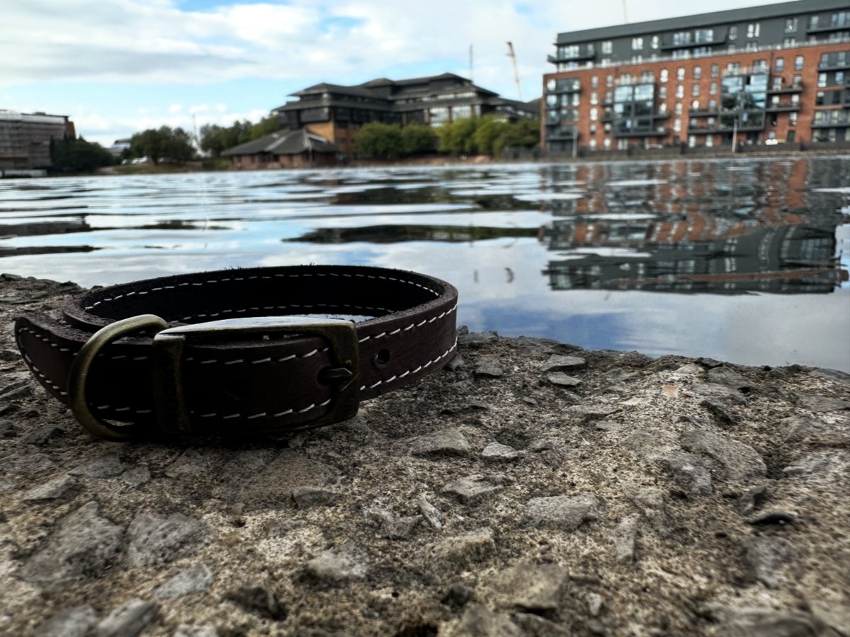 An Ancol Timberwolf dog collar in dark sable brown leather with cream stitching and an antique brass buckle and D-ring, resting on stone beside the water.